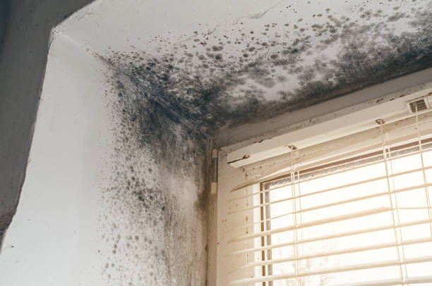 Trusted Commercial Mold Remediation service in Lyons, NJ - Cheap Mold Removal